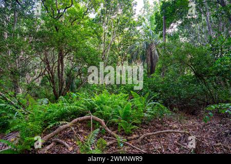 Hiking in Jozani Chwaka Bay National Park, Zanzibar Stock Photo