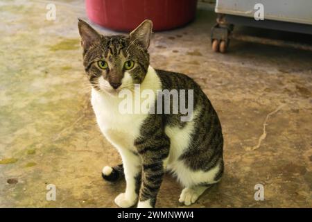 Grey and white cat sitting on the floor Stock Photo