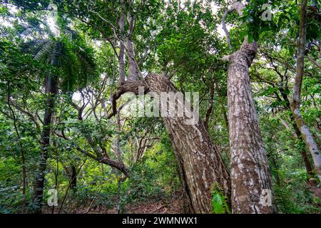 Hiking in Jozani Chwaka Bay National Park, Zanzibar Stock Photo