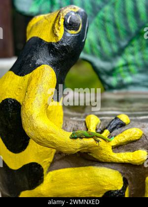 Gold dust day gecko (Phelsuma laticauda). This lizard is native to Madagascar but has been introduced to various Pacific islands. Photographed in Big Stock Photo