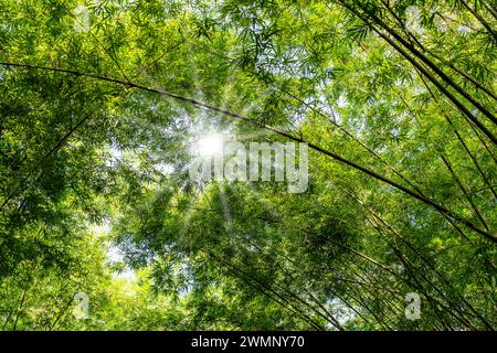 The bamboo trees in sunlight, leaves growing, branches stretching. Stock Photo