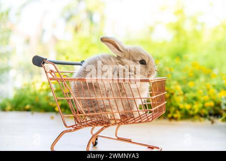 A cute bunny sits in a wire basket surrounded by grass. Stock Photo