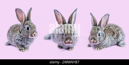 Three bunnies with short ears on pink background sitting in a row Stock Photo