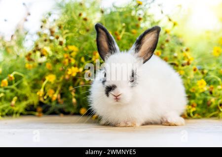 A tiny bunny sits amidst blooming flora and greenery. Stock Photo