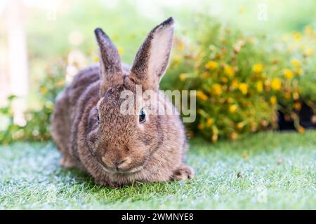 A tiny bunny sits amidst blooming flora and greenery. Stock Photo