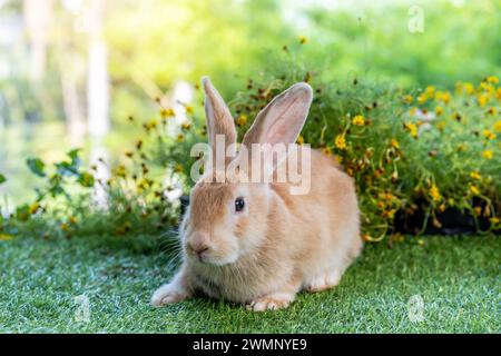 A tiny bunny sits amidst blooming flora and greenery. Stock Photo