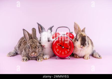 The rabbits and red clock on a pink backdrop. Stock Photo