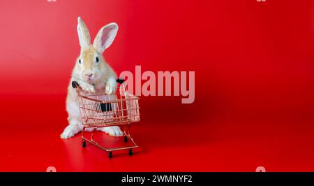A tiny rabbit perched on a wire cart, using its front paws. Stock Photo