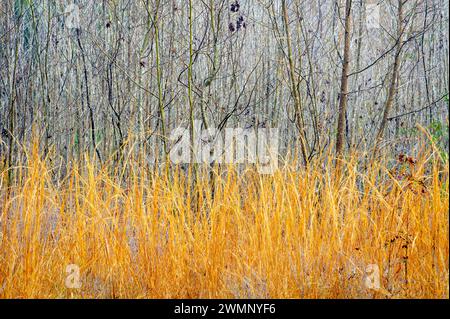 Abstract image colorful grass and twigs, Paynes Prairie Preserve State Park, Florida, USA. Stock Photo