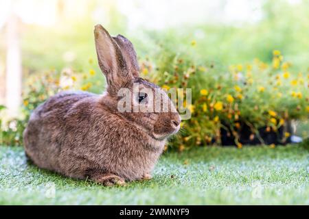 A tiny bunny sits amidst blooming flora and greenery. Stock Photo