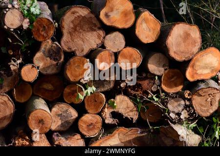 A pile of logs. Stock Photo