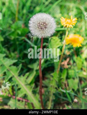 Dandelion flower head in seed Stock Photo