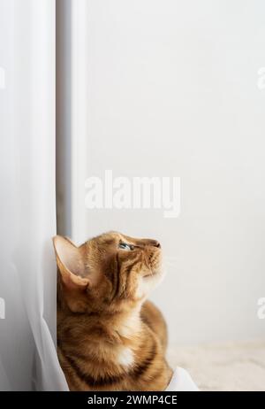 Bengal cat resting on a cat mat. Copy space. Stock Photo