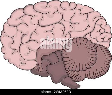 Human brain anatomy structure illustration Stock Vector Image & Art - Alamy