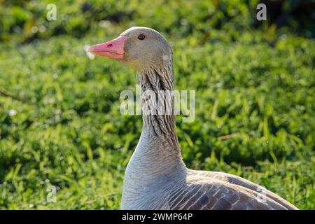 The greylag goose (Anser anser) in the National Park of Las Tablas de Daimiel, province of Ciudad Real, Castilla-La Mancha, Spain Stock Photo