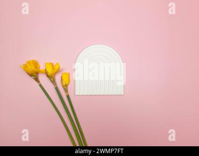 Top view of yellow daffodils on pink background. White arch tray, product presentation. Spring colourful composition, flat lay, copy space. Stock Photo