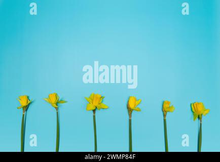 Top view of six yellow daffodils on blue background. Spring colourful composition. Flowers bouquet flat lay, copy space. Stock Photo