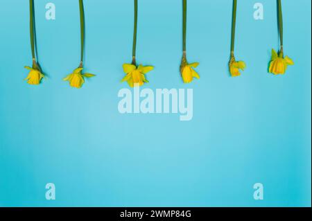 Top view of six yellow daffodils on blue background. Spring colourful composition. Flowers bouquet flat lay, copy space. Stock Photo