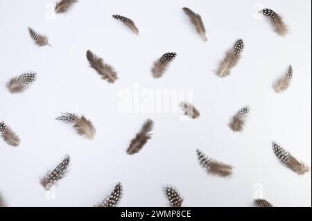 Top view of brown feathers on white background. Creative feathers composition, copy space, flat lay. Easter, spring time. Stock Photo
