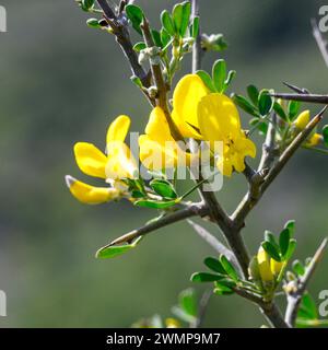 Calicotome villosa, also known as hairy thorny broom and spiny broom, is a small shrubby tree native to the eastern Mediterranean region. Photographed Stock Photo