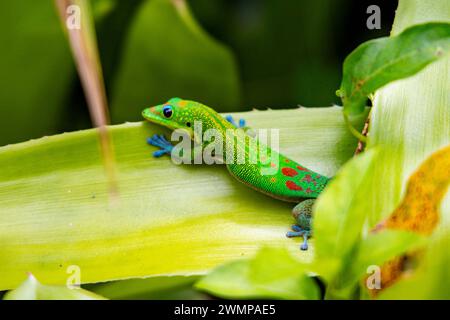 Gold dust day gecko (Phelsuma laticauda). This lizard is native to Madagascar but has been introduced to various Pacific islands. Photographed in Big Stock Photo