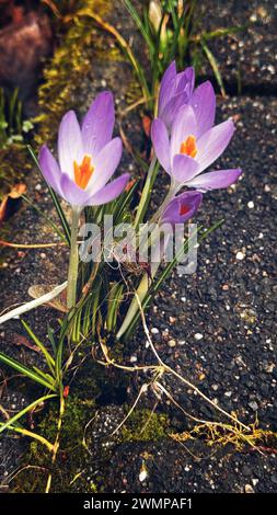 Purple flowers emerging from a stone wall Stock Photo