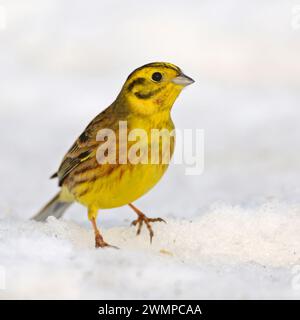 Yellowhammer ( Emberiza citrinella ) in winter, walking through snow, wildlife, Europe. Stock Photo