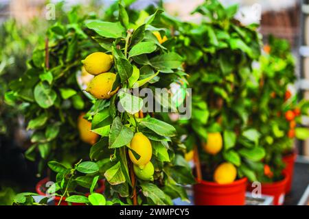 Close-up view of natural lemon tree with lemons on branches. Sweden. Stock Photo