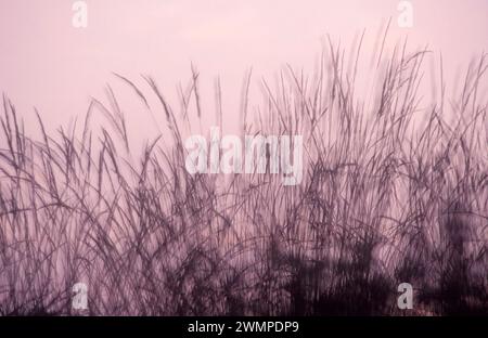 Grass in wind Stock Photo