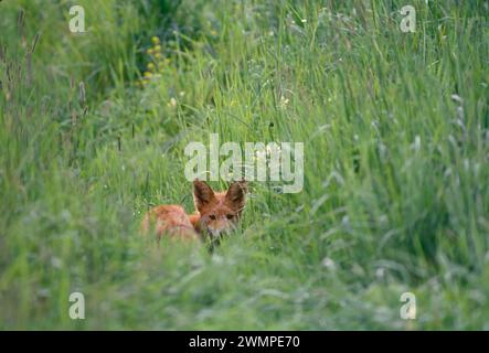 Red fox, Vulpes vulpes Stock Photo