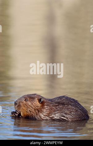 European Beaver (Castor fiber) captive animal in wildlife park feeding on willow, Holland, October 2003 Stock Photo