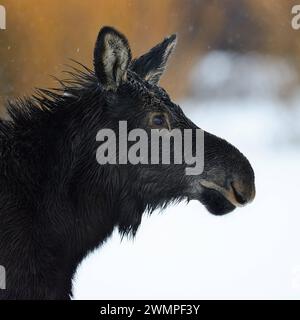 Elchkalb... Elch  Alces alces , Jungtier im Schnee, detailliertes Kopfporträt, Serie Tierkinder, lustiges Bild *** Moose  Alces alces , headshot of a young calf, juvenile, close-up on a rainy day in winter, wildlife, Yellowstone area, Grand Teton NP, Wyoming, USA. Wyoming Nordamerika, Vereinigte Staaten von Amerika Stock Photo