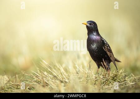 Bird - common starling Sturnus vulgaris, summer time Poland Europe Stock Photo
