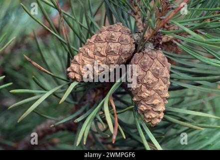 Scots Pine (Pinus sylvestris) mature cones attached to tree, RSPB Abernethy Forest Reserve, Cairngorms National Park, Scotland, June 1986. Stock Photo