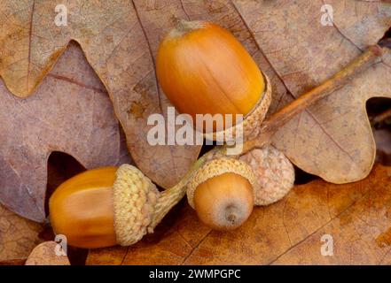 Sessile / Durmast Oak (Quercus petraea) fallen acorns and leaves on woodland floor, Aberfoyle, Scotland Stock Photo