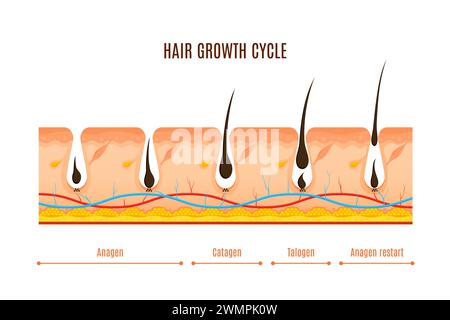 Hair growth cycle phases vector cross section infographics. Anagen, active growth, catagen transitional, telogen resting. Visual representation of hair follicles undergo continuous regeneration stages Stock Vector