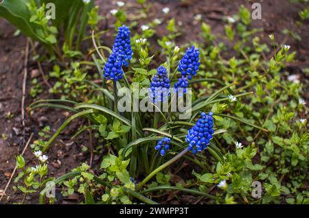 Beautiful bright blue Muscari latifolium or broad-leaved grape hyacinth, growing on the meadow in a forest Stock Photo