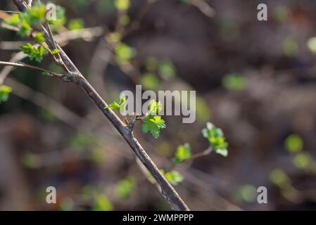 small spring leaves and buds on twigs closeup selective focus Stock Photo