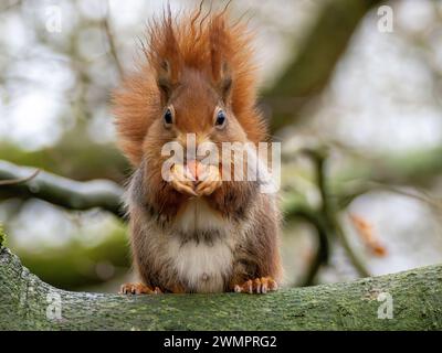 Red Squirrel Sciurus vulagarissitting on a tree branch eating food. Stock Photo