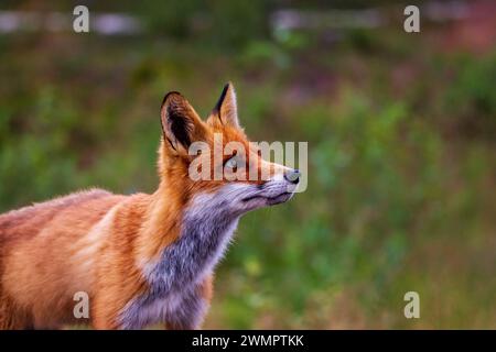 Portrait of a red fox (Vulpes vulpes) Stock Photo