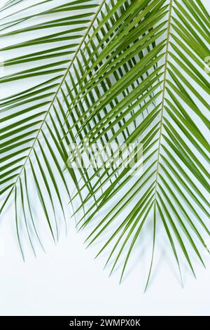 Palm leaves on white background Stock Photo