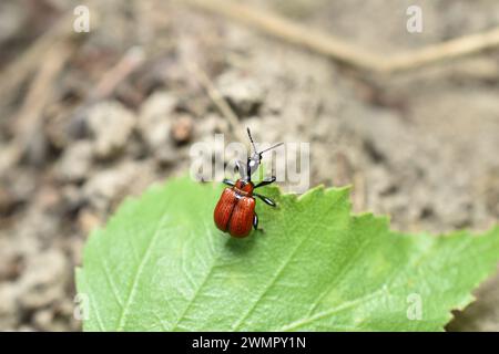 A red beetle with a black neck, chest and head, called a lilac lily, sits on a green leaf. Stock Photo