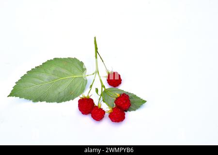 On a white table lies a branch of ripe raspberries with red fruits and green leaves. Stock Photo