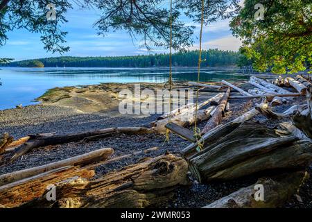 A swing hanging from a tree next to a beach covered with driftwood logs in the southern Gulf Islands of British Columbia Stock Photo