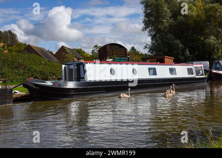 Young swans passing a narrowboat on a mooring on a canal on the UK's inland waterways. Stock Photo