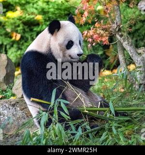 Young giant panda eating bamboo in the grass, portrait Stock Photo