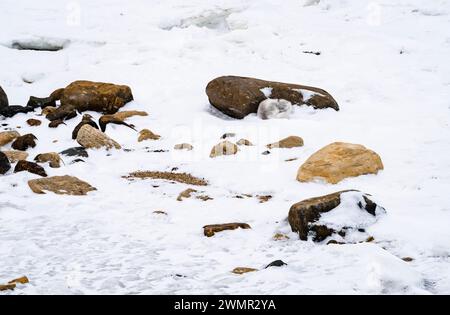 An arctic fox rests behind a rock during a snow storm on the shores of Hudson's Bay in Churchill, Manitoba, Canada. Stock Photo