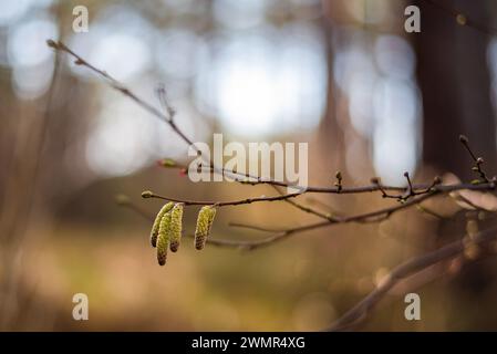 Male catkins on probably Hazel branch in the end of winter in Latvia Stock Photo