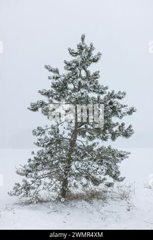 Scots Pine, Pinus sylvestris, in heavy snow in Mecosta County, Michigan, USA Stock Photo