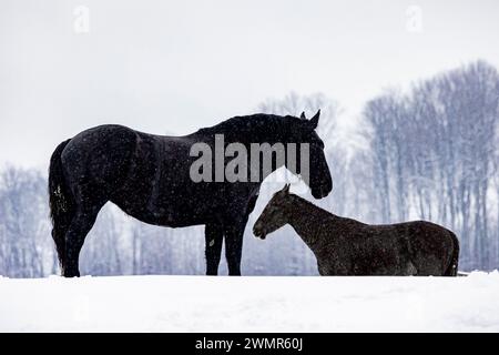 Amish work horses in a pasture in Mecosta County, Michigan, USA Stock Photo